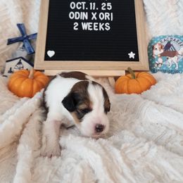 Foxtrot - White and red male Nederlandse Kooikerhondje puppy in Pensacola, Florida from Ragnarök Kooikerhondjes