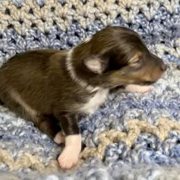 IRONMAN - Sable & white male Toy Shetland Sheepdog puppy in Livonia, Michigan from M7’s Shelties, Toonies & AussieDoodles