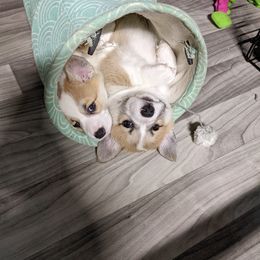 Pembroke Welsh Corgi Puppies from Sunny-Side Corgis