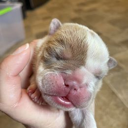 Bulldog Puppies from Brandi Muecke's English Bulldogs