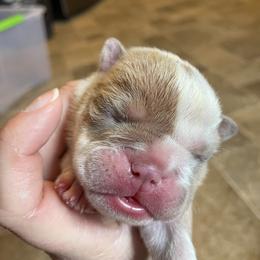 Bulldog Puppies from Brandi Muecke's English Bulldogs