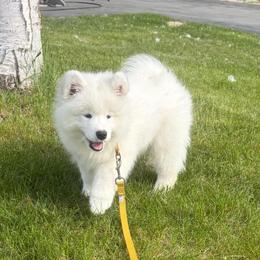Gold girl - White and biscuit female Samoyed puppy in Fairbanks, Alaska from Subarktika Samoyeds