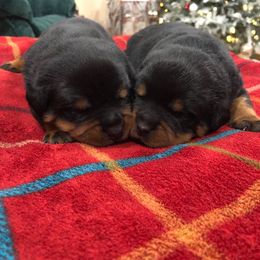Rottweiler Puppies from Bronx Von Bridges Rottweilers