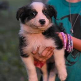 Girl 4 - Black tri-color female Australian Shepherd puppy in Keyser, West Virginia from Heartfelt Hollow Farm