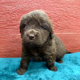 Bazil - Brown female Newfoundland puppy in Goodhue, Minnesota from Claypits Newfoundlands