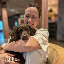 Truffle Primrose - Brown female Cockapoo puppy in Sunset, Louisiana from Cano Cockapoos