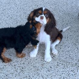 Benedict - Tri-color male Cavalier King Charles Spaniel puppy in Avalon Beach, Florida from Cavaliers of Avalon