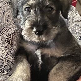 Standard Schnauzer Puppies from Stahlkrieger Standard Schnauzers