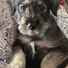 Standard Schnauzer Puppies from Stahlkrieger Standard Schnauzers