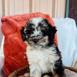 Mr Woody - Blue merle male Aussiedoodle puppy in Sulphur Bluff, Texas from V6 Ranch Dogs