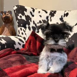 Miniature Schnauzer Puppies from R&T Tx Mini Schnauzers