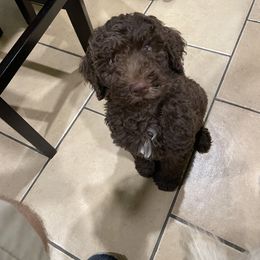 Rheagar - Labradoodle