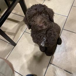 Rheagar - Labradoodle