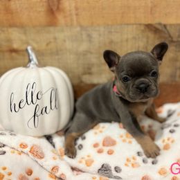 French Bulldog Puppies from Ballen Bulldogs
