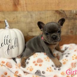 French Bulldog Puppies from Ballen Bulldogs