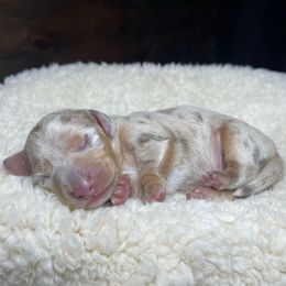 Frosty - Dapple male Dachshund puppy in Washburn, Tennessee from Clinch Mountain Dachshunds