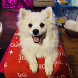 Terri - Cream female Pomeranian puppy in St. Louis, Missouri from Saint Louis Pomeranian babies