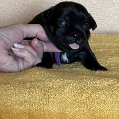Purple - Brindle female Staffordshire Bull Terrier puppy in Lincoln, California from J Jax Staffords