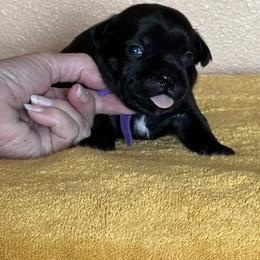Purple - Brindle female Staffordshire Bull Terrier puppy in Lincoln, California from J Jax Staffords