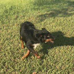 Skeeter - Miniature Australian Shepherd