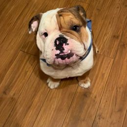 Bulldogs from English Bulldog Puppies