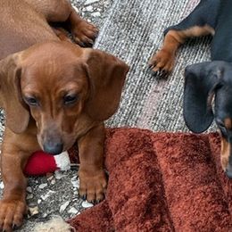 Dachshunds from Individual