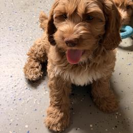 Auto - Caramel male Labradoodle puppy in Bakersfield, California from Shelly Lynn