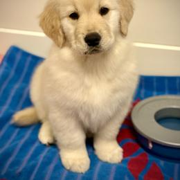 Golden Retriever Puppies from Caliber Golden Retriever’s