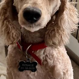 Rosalie - Red  female Poodle puppy in Haines City, Florida from Camic Cockapoos