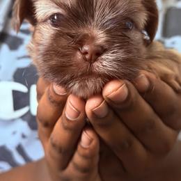 Boy 3 - Chocolate and tan male Shih Tzu puppy in Florida from Shih tzus and Shorkies Galore