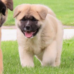 Akita Puppies from Audacious Akitas