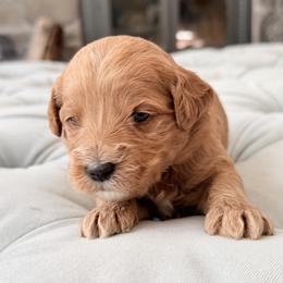 Purple Girl - Apricot female Goldendoodle puppy in Twin Falls, Idaho from Magic Valley Family Doodles