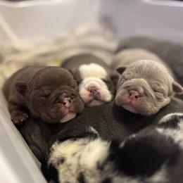 Aussiedoodle, Bulldog, Miniature Australian Shepherd, Poodle, and Toy Australian Shepherd Puppies from Mowry Creek Mini Aussiedoodles and More