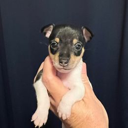 Lola's AC3 - White black and tan male Toy Fox Terrier puppy in Clermont, Florida from Debbie Hiles's Toy Fox Terriers