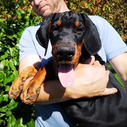 Doberman Pinscher Puppies from Schloss Velburg Dobermanns