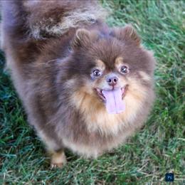 Reese - Pomeranian