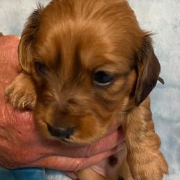 Duffy soft wire hair - Red male Dachshund puppy in Elizabethtown, Kentucky from Teeny Tiny Puppy Tails