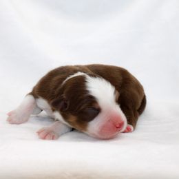Nash - Red tri male Miniature Australian Shepherd puppy in Foxworth, Mississippi from Ten Mile Aussies