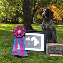 German Wirehaired Pointer All Grown Up from WyoWires German Wirehaired Pointers