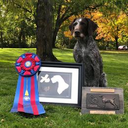 German Wirehaired Pointer All Grown Up from WyoWires German Wirehaired Pointers
