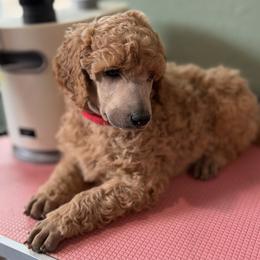 Picasso - Apricot male Poodle puppy in Brooksville, Florida from Ariella Standard Poodles & Chinese Cresteds