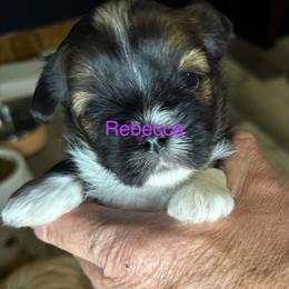 Rebecca - Red female Lhasa Apso puppy in Snover, Michigan from Lhasa Fur Life