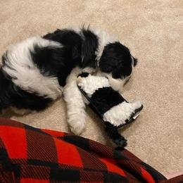 Goldendoodle, Golden Retriever, and Sheepadoodle Puppies from Guppy Puppies