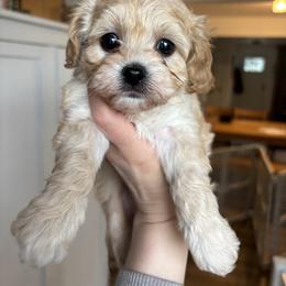 Lucky - Apricot male Cavapoo puppy in Moses Lake, Washington from The Cav Family