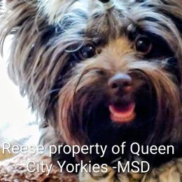 Reece - Yorkshire Terrier