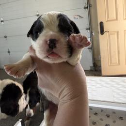 Pippin - Brown and white male Saint Bernard puppy in Ramona, California from Buendias Ranch Saint Bernards & Bernese Mountain Dogs