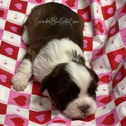 Nutmeg - Liver and white female Shih Tzu puppy in Olive Branch, Mississippi from Lavender Blue Exotic Crew