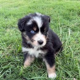Minimal Merle - Blue merle male Australian Shepherd puppy in Piedmont, Oklahoma from HeartDriven Aussies