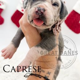 Caprese - Harlequin female Great Dane puppy in Sac City, Iowa from Northern Great Danes of Colorado & Iowa