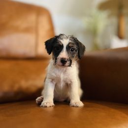 Korey - Tri-color male Russell Terrier puppy in Lufkin, Texas from Dixie-Rose JRT